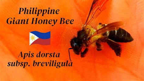 Bees in the Philippines .